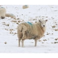 thumbnail image 1 of Kevin Milner In The Pasture Alresford Christmas Card, 1 of 1