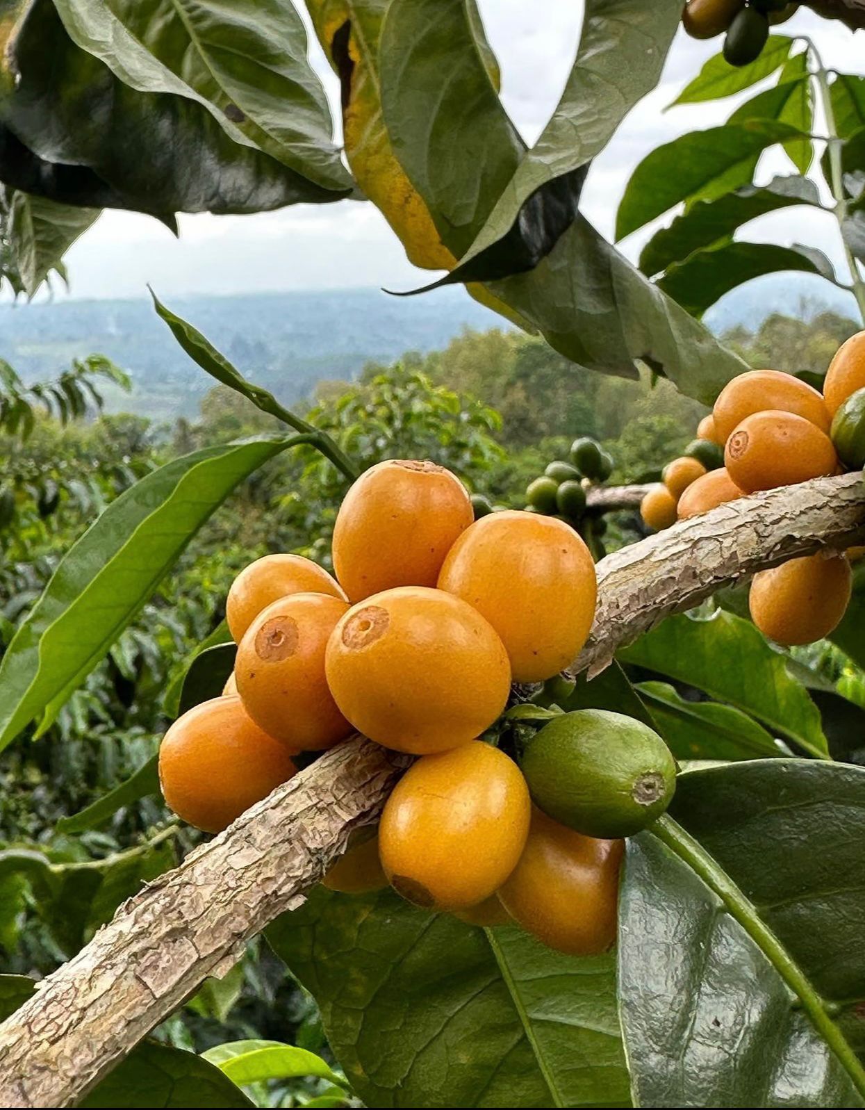 Mt. Zulu Yellow Gesha – Pineapple Fermented, Semi-Washed, Single Origin Colombian Coffee Beans, Medium Roast, 8 oz