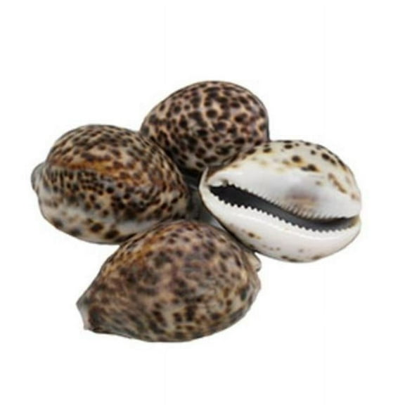 U.S. Shell 08010 Tiger Cowrie - 4 Piece