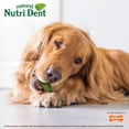 thumbnail image 5 of Nylabone Nutri Dent Fresh Breath Flavored Dental Dog Chew Treats Large (20 Count), 5 of 14