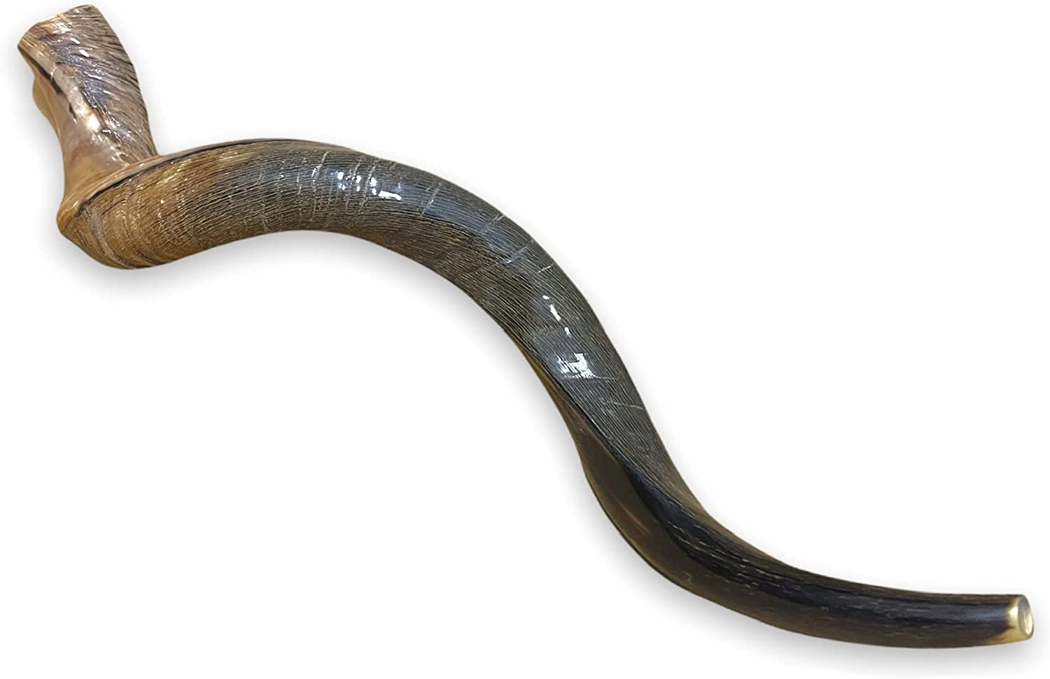 Certified Kosher Polished Kudu Horn Yemenite Shofar - Perfect for Rosh Hashanah and Jewish High Holidays - Handmade in Israel - Natural Colors - 20"-22"