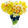 thumbnail image 2 of 50 Mix Color Daffodils Bulbs Trumpet and Cupped Mixture - Set of 50 Large Fresh Bulbs, 2 of 3