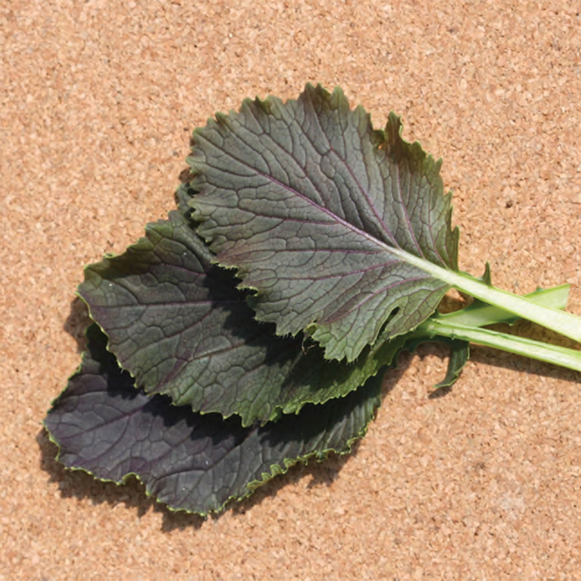 Mustard Seeds - Red Capital - 2 g Packet ~500 Seeds - Non