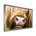 thumbnail image 2 of Designart 'Close-Up Highland Cattle' Farmhouse Framed Art Print, 2 of 4