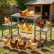Magicfly Chicken Perch Swing,Metal Chicken Roosting Bars with Ladder for Coop for 8-10 Chick, Easy Assembly,Easy to Assemble&Clean