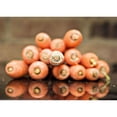thumbnail image 3 of Reed, Michele 18x14 Black Modern Framed Museum Art Print Titled - Carrots, 3 of 5