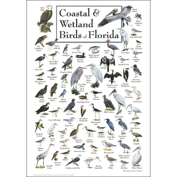 Coastal & Wetland Birds of Florida - Poster Student Animal Poster Birthday Gift Children's Room Poster Bedroom Decor Office Decor Gifts