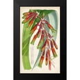 thumbnail image 2 of Curtis 12x18 Black Modern Framed Museum Art Print Titled - Tropical Gems I, 2 of 5