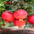thumbnail image 5 of Parfianka Pomegranate Tree – 1 Gallon Potted Fruit Tree with Sweet-Tart Red Pomegranates, 5 of 5