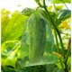 thumbnail image 3 of 100pcs Green Organza Grape Protection Bags, 30x20cm, with Drawstring - Compatible with Vineyards, Protects Against Birds and Wasps, 3 of 5