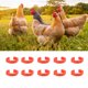 thumbnail image 5 of Anillos Para Patas De Pollo, Bandas Reutilizables Para Patas De Aves De Corral Con Clip Para Granja Para Ganadería, 5 of 7