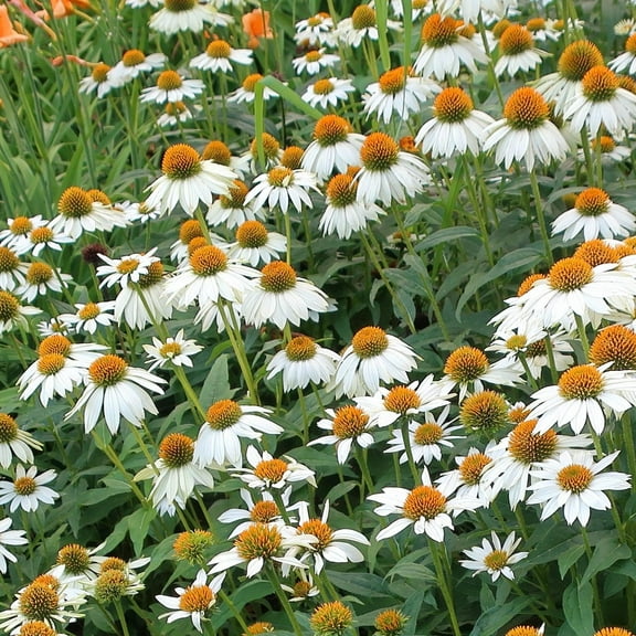 PowWow White Coneflower-Echinacea purpurea-Ideal for Wildlife Gardens  1 Gallon (Pack of 2)