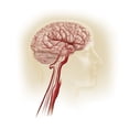thumbnail image 2 of Side view of human brain showing internal carotid artery. Poster Print by TriFocal Communications/Stocktrek Images (14 x, 2 of 2