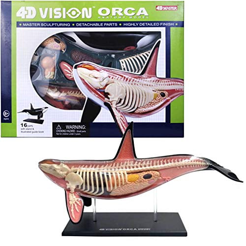 TEDCO 4D Orca Kids Educational Science Activity Kit - Walmart.ca