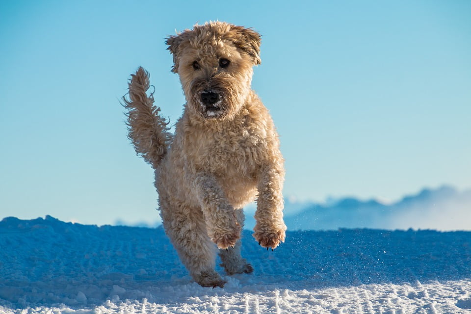 irish coated wheaten terrier