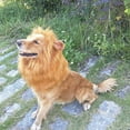thumbnail image 6 of Lions Mane, Pet Costume, Adjustable Elastic Neck Lion Wig for Dogs and Owners, Yellow and Brown Color Options, Soft Polyester Material, Pet Dress Up Accessory, 6 of 6