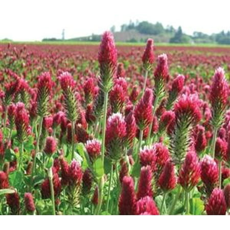 SeedRanch Crimson Clover Seed Coated - 1 Lb.