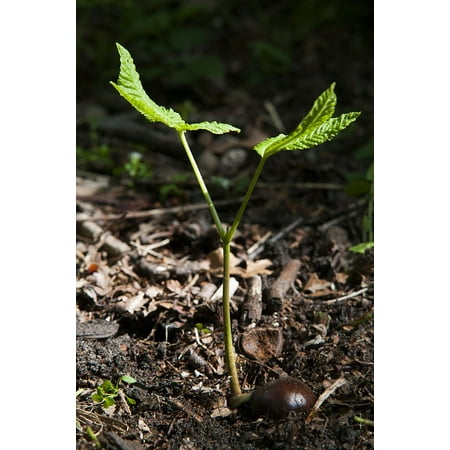 Canvas Print Chestnut Spring Button Tree Seedling Forest Stretched Canvas 10 x