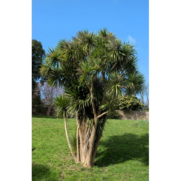 50 CABBAGE PALM / GIANT DRACAENA Australis Cordyline Tree Houseplant Seeds