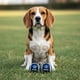 thumbnail image 5 of Set de 2 pelotas para perro NFL Dallas Cowboys 100% oficial, 5 of 6