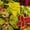 Other, variant on Wizard Coleus Seeds - Sunset Bronze - 1000 Seeds - Decorative & Ornamental House & Garden Plant Seeds