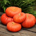 thumbnail image 4 of TomorrowSeeds - Cinderella Pumpkin Seeds - 40+ Count - For 2026 Planting Rouge Vif D'Etampes, 4 of 11