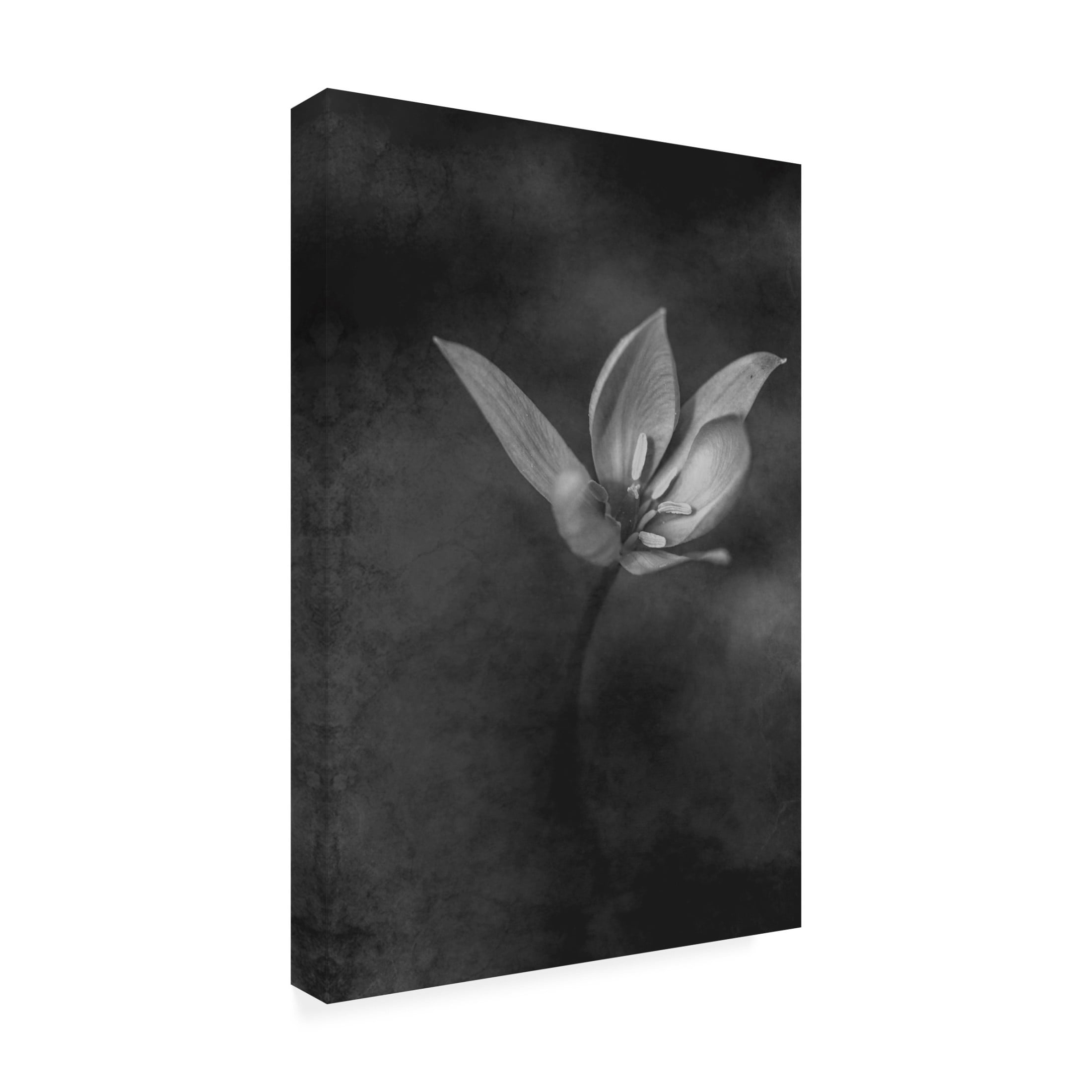 Canvas Wall Art - Cicek Kiral 'The Crocus' Wall Art for Living Room, Bedroom, or Office Décor by Trademark Fine Art - 22 x 32 Inches