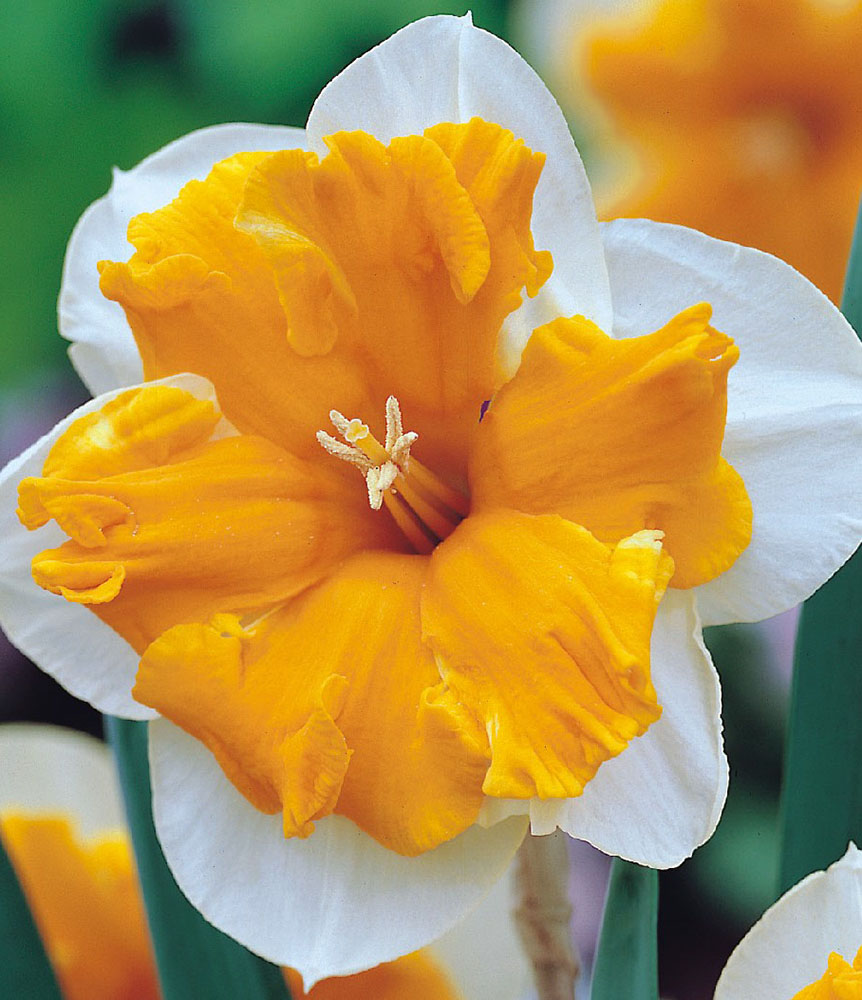 Orangery Butterfly Daffodil 8 Bulbs Deer Proof! 14/16 cm Bulbs