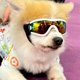 thumbnail image 2 of Nuevas gafas de sol decorativas para mascotas, gafas de osito de peluche, gafas de protección UV para perros Schnauzer Y2K, UV400, 2 of 5