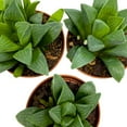 thumbnail image 7 of Haworthia African Emeralds, 2 inch Set of 3, Haworthia Retusa Tiny Mini Pixie Plants, 7 of 7