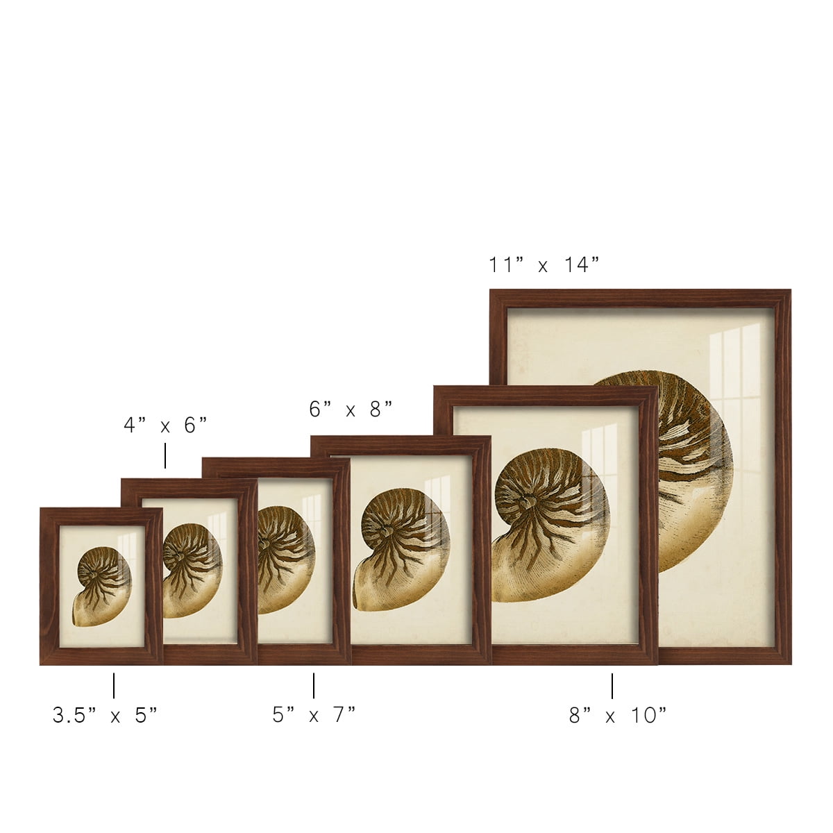 Sealife Collection V - Framed Print w/glass - Chestnut