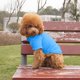 thumbnail image 3 of Perro T Shirt Transpirable Pet Shirt Dog Sports Shirt Ropa de perro Abrigo Adecuado para perros pequeños y medianos y gatos, 3 of 3