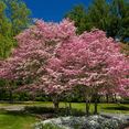 thumbnail image 2 of Pink Dogwood Tree, Pink Flowering Dogwood 6-12'' Tall, Dormant Tree, Ornamental Live Plant, No Ship to AK, HI, PR, 2 of 6