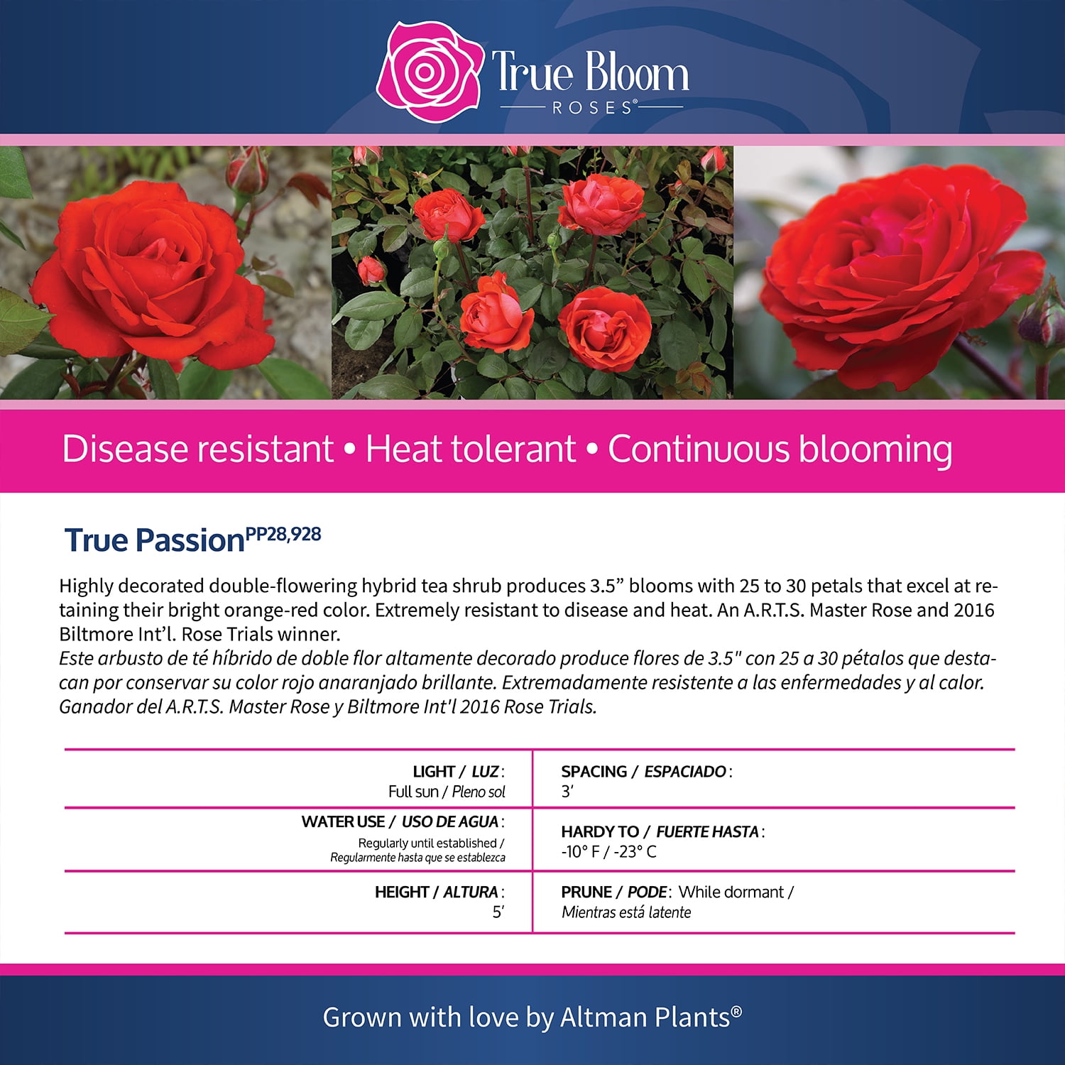True Bloom by Altman Plants 'True Passion' PP28929 Orange Rose Bush, 8qt. Pot, Live Roses, Full Sun