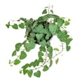 thumbnail image 4 of Sweetheart Ivy Plant (6" Minimalist Pot with Saucer) - Best Trailing Houseplants to Grow in Home and Office - Easy to Care Indoor Plants for Beginners, 4 of 5