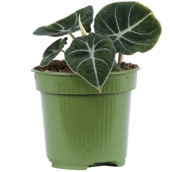 Alocasia Reginula / Black Velvet (S) Plantes Vivantes dans un pot de Culture de 4 Pouces