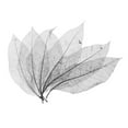 thumbnail image 2 of KLKCMS Beautiful Black Real Dried Pressed Skeleton Leaves Natural Magnolia Leaf Large, 2 of 9