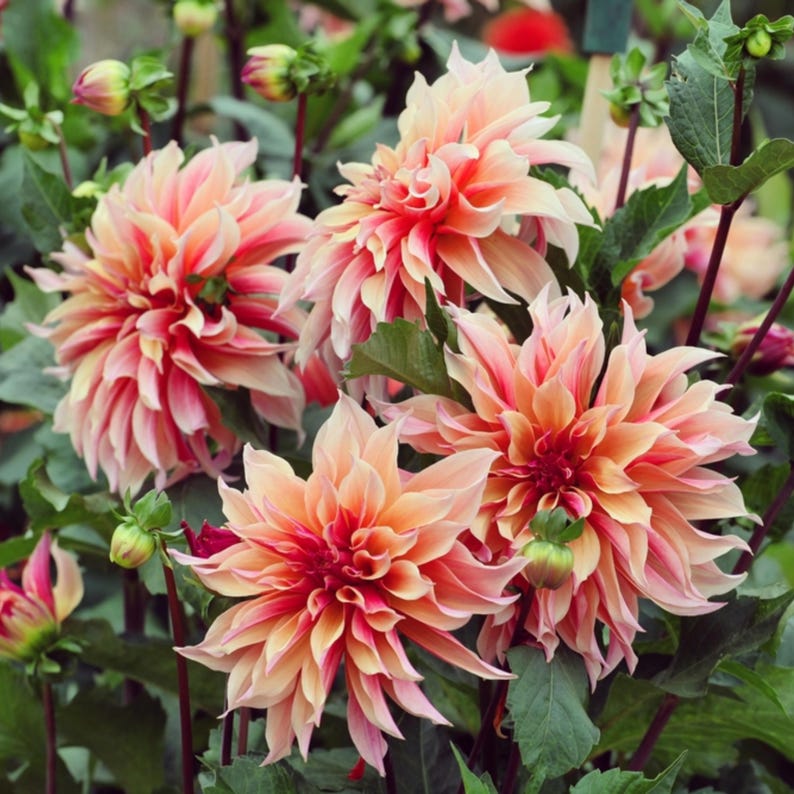 40 Seeds - Dahlia Mix - Pollinator Friendly, Heirloom,, Flower Seeds for Garden Planting