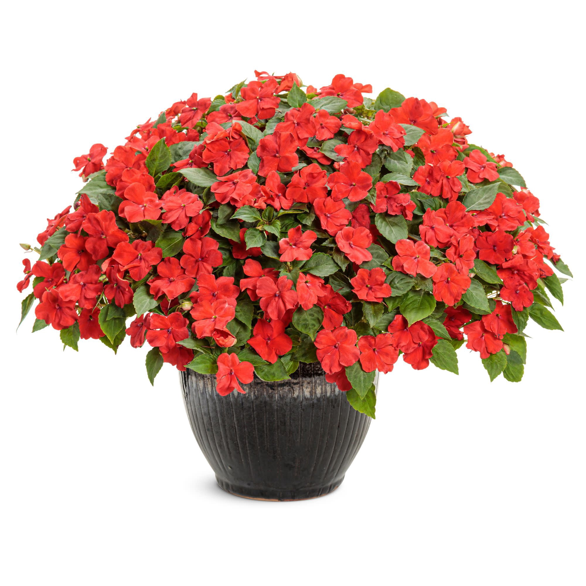 Proven Winners 4"  Soprano Bright Red Bedding Impatiens Live Plant in 4.25" Pot (4 Count)