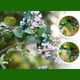 thumbnail image 4 of Clips Fijos de Plástico para Plantas, Clips de Soporte para Plantas, Clips para Plantas Trepadoras, Clips Fijos para Enredaderas de Jardín, 4 of 5
