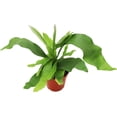 thumbnail image 2 of Staghorn Fern - 4'' from California Tropicals, 2 of 4