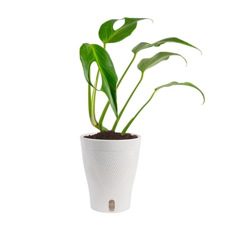 Costa Farms 12" Tall Monstera Burle Marx Flame Live House Plants in 5" Self-Watering Pot