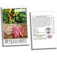 thumbnail image 4 of Taylor Dwarf Horticulture Bean Seeds, 50 Heirloom Seeds Per Packet, Non GMO Seeds, 4 of 6