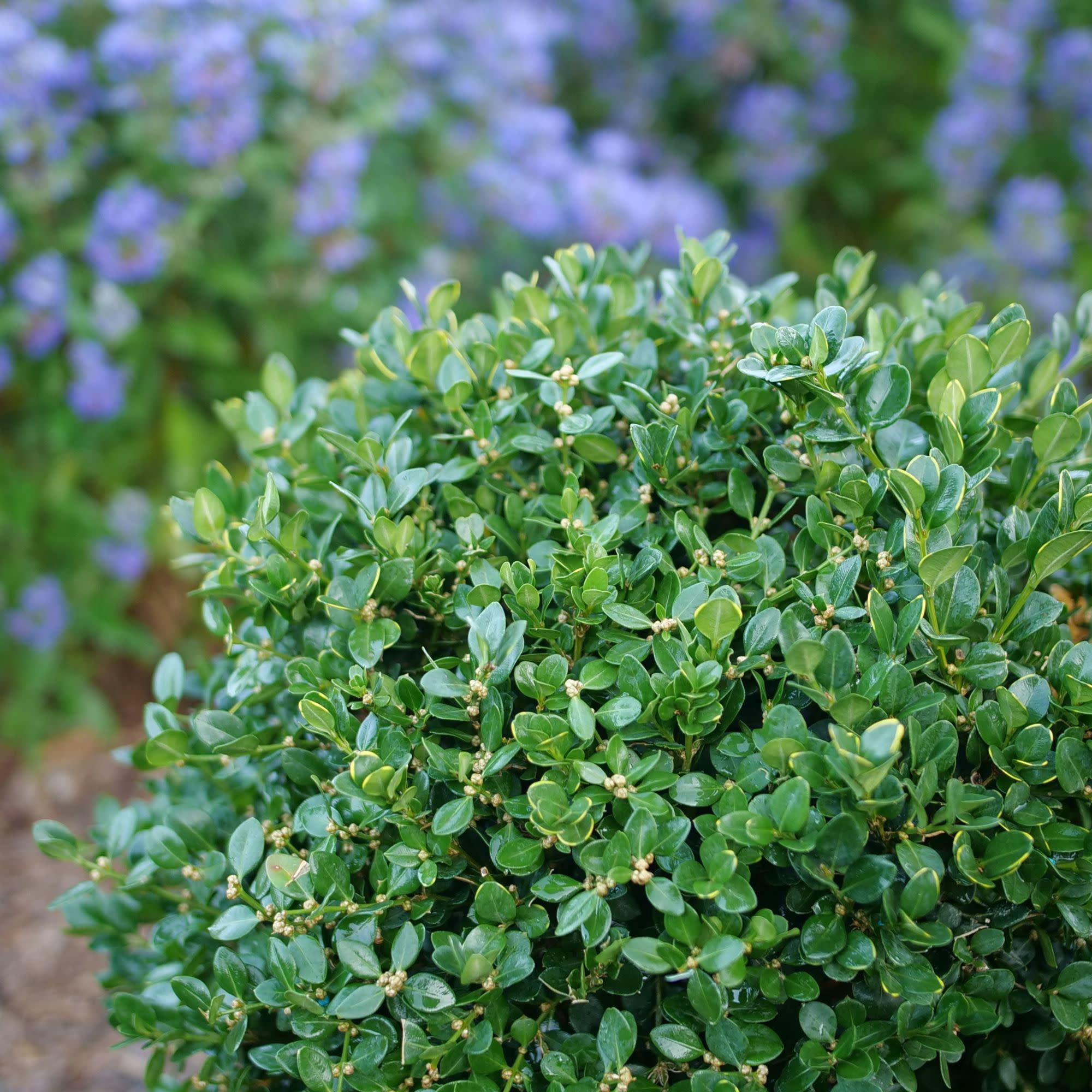 Proven Winners ColorChoice 5" Neatball Boxwood Live Plant in 4.5" Pot (4 Count)