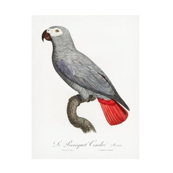 Trademark Fine Art Francois Levaillant Levaillant Parrot XII Canvas Wall Art