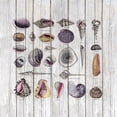 thumbnail image 2 of Haase, Andrea 15x15 White Modern Wood Framed Museum Art Print Titled - Vintage Shells, 2 of 4