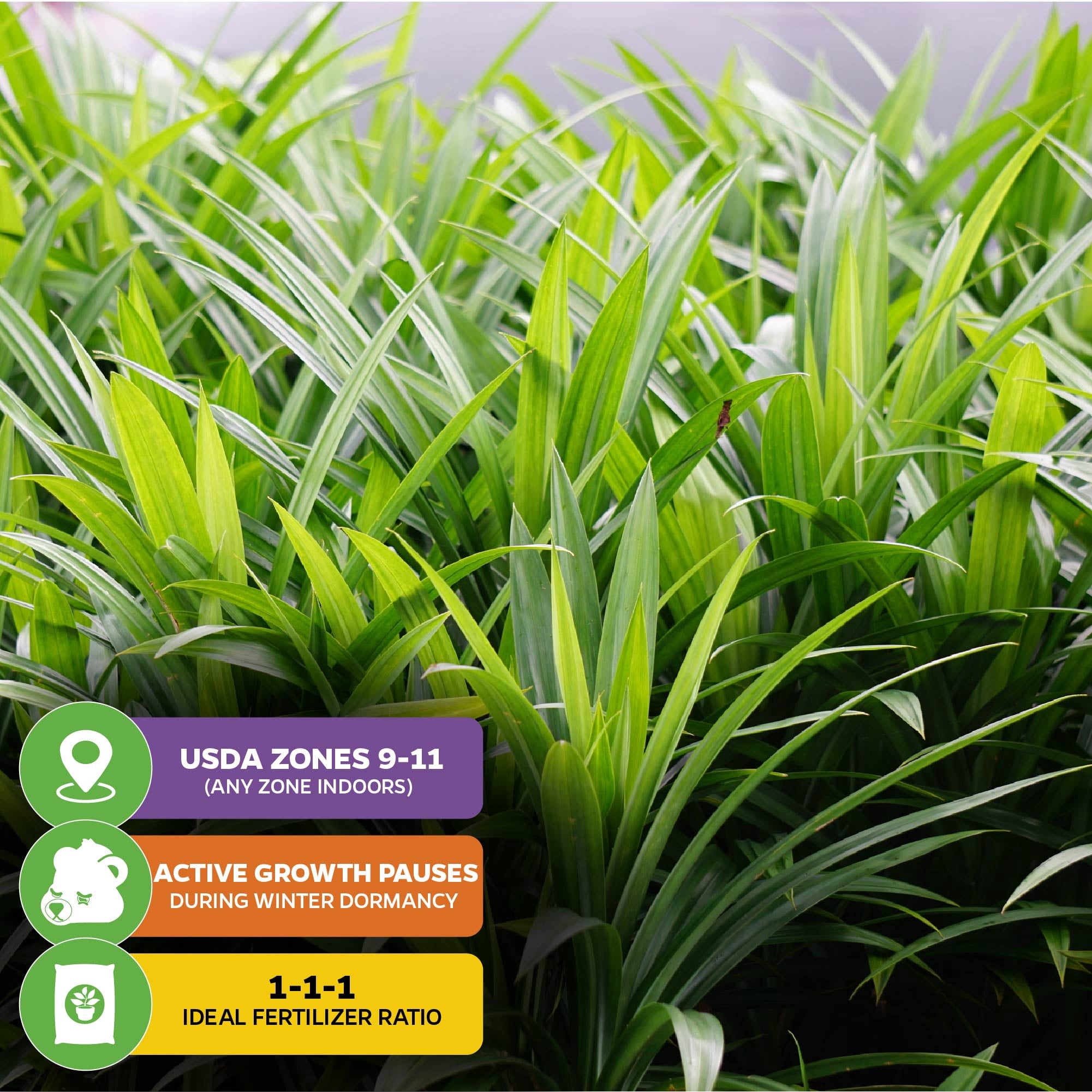 (2-Pack) Pandan Live Plant - Pandanus Amaryllifolius - Wellspring Gardens Exquisite Fragrant Herb Great for Nature Lovers, Outdoor Gardens, Vegetable Patches, and Indoor Use - Lush Green Foliage