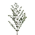 thumbnail image 3 of Eucalyptus Parvifolia - Farm Direct Fresh Cut Flowers Filler - 100 Stems - Green - by Bloomingmore, 3 of 5