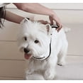 thumbnail image 4 of KMWGRE Halloween Pet Bandana Jack Skellington Triangle Scarf Soft Fabric Accessory for Dogs and Cats Light Gray1 67X17.5cm, 4 of 8