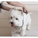 thumbnail image 4 of Pañuelo De Halloween Para Mascotas, Pañuelo Triangular Para Perros, Accesorio De Disfraz Para Gatos Y Perros, Tejido Suave, Para Uso En Interiores, 4 of 7